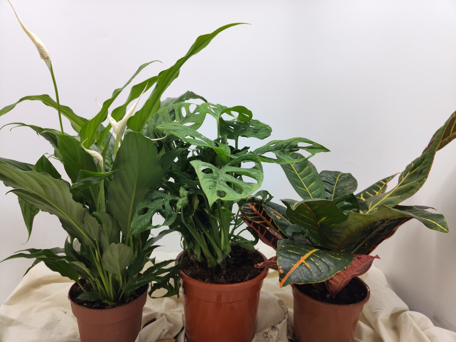 Pack "AmaPlant" 3 plantas divertidas: Lirio de la Paz + Monstera Obliqua + Croton - ENVIO INCLUIDO