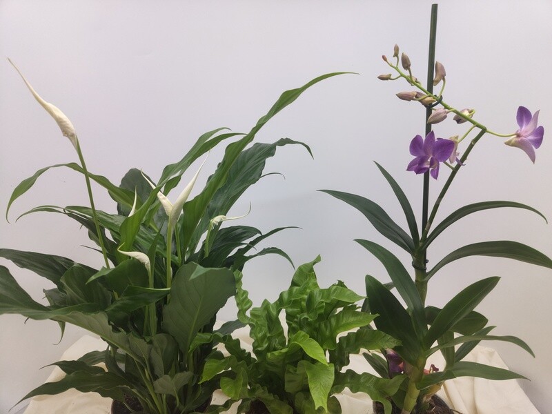 Pack "AmaPlant" 3 plantas magicas: Lirio de la Paz + Helecho Nido de Ave + Orquidea Dendrobium - ENVIO INCLUIDO