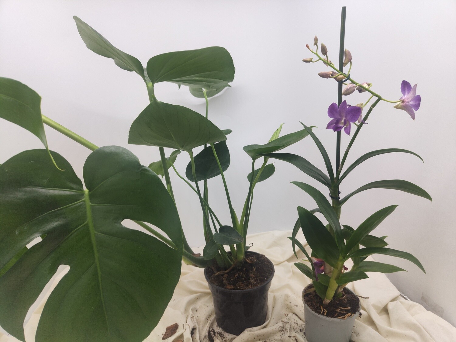 Pack "AmaPlant" 2 plantas muy lindas: Monstera deliciosa + Orquidea Dendrobium - ENVIO INCLUIDO