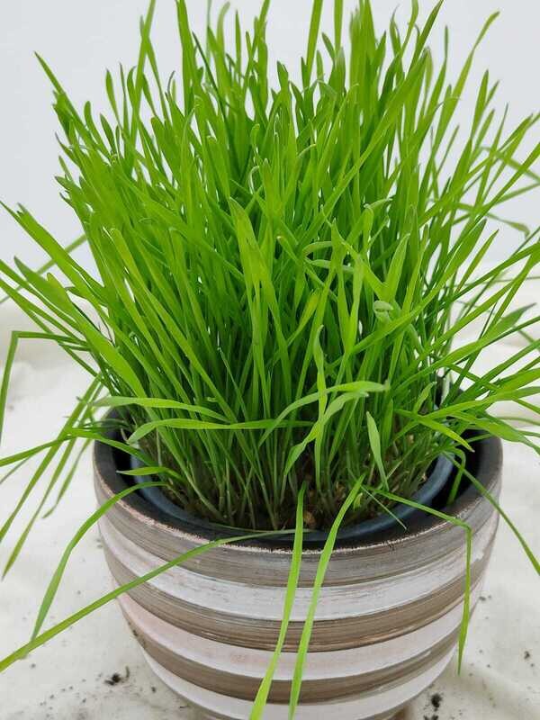 "AmaPlant Planta para Gatos" hierba gatera decorativa y depurativa para gatos 10 cm M12 (felina) - Interior con mucha luz o exterior sin sol directo - ENVIO INCLUIDO
