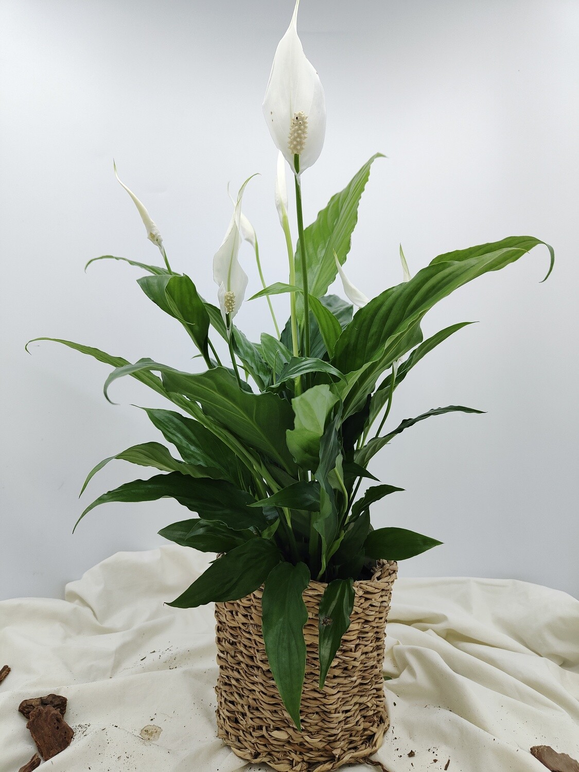 "AmaPlant Espatifilo" Lirio de la Paz, una hermosa planta depuradora y relajante, una de las plantas que mas purifica el aire de nuestros espacios 50 cm M13 (vistosa) - Interior - ENVIO INCLUIDO