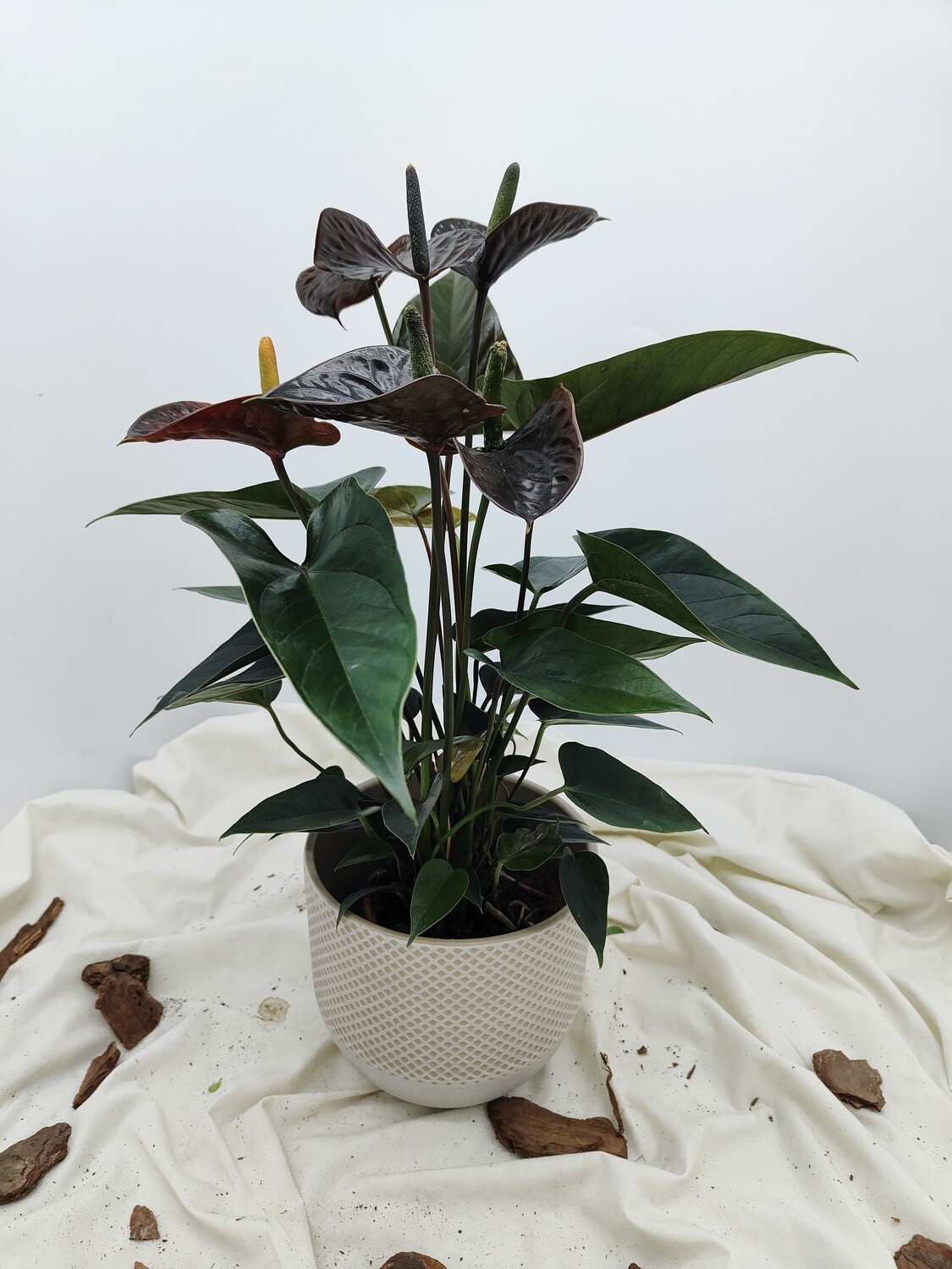 "AmaPlant Anturio Black Love" frondoso y repleto de corazones, la flor del amor de pequeños corazones 50 cm M12 (floreciente) - Interior con luz natural sin sol directo - ENVIO INCLUIDO