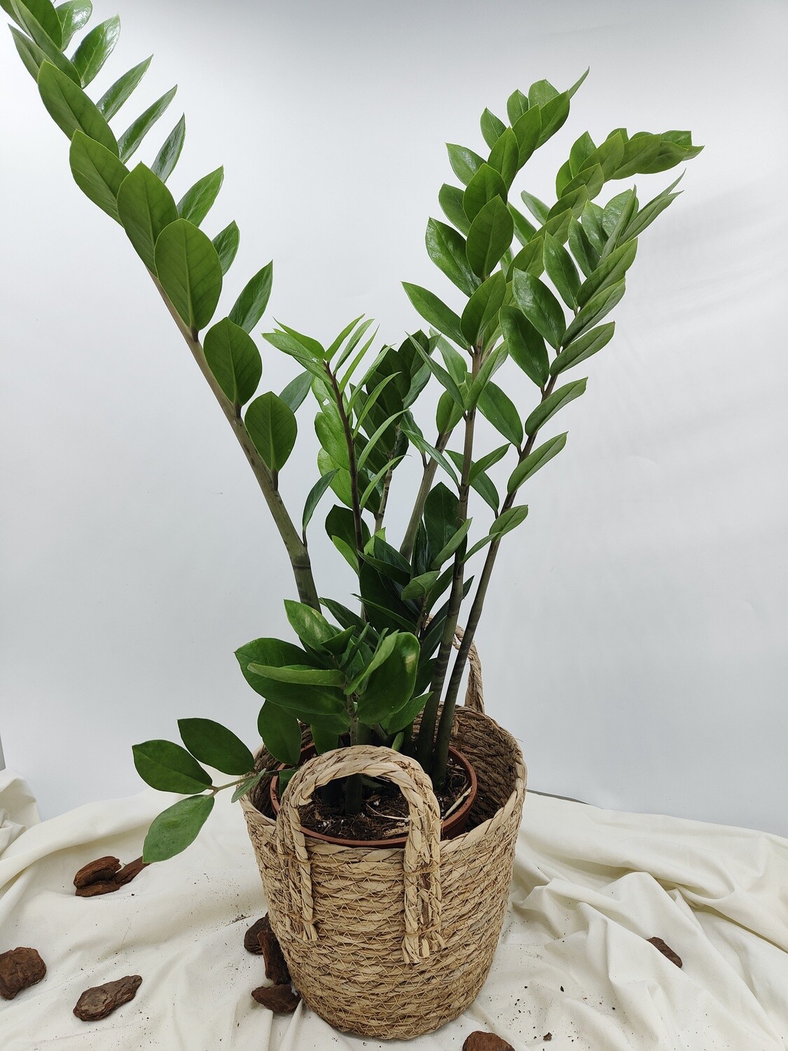 "AmaPlant Zamioculca" resistente como pocas e ideal para decorar cualquier espacio del hogar con sus hojas verdes brillantes 70 cm M17 (todoterreno) - Interior o exterior con sombra - ENVIO INCLUIDO