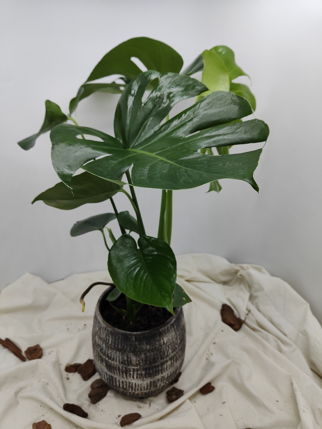 "AmaPlant Monstera deliciosa" Costilla de Adan, una planta tropical realmente elegante 60-70 cm M14 (monstruosa) - Interior o exterior sin sol directo - ENVIO INCLUIDO