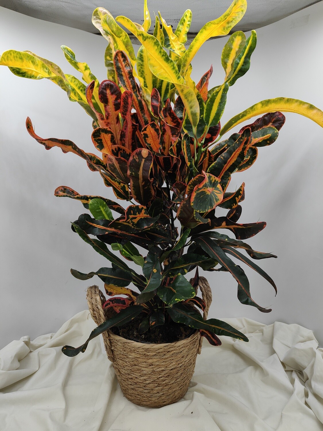 "AmaPlant Croton Mamey-Yellow" triple, originaria de Malasia, India y Polinesia 80 cm M19 (maravillosa) - Interior con mucha luz - ENVIO INCLUIDO