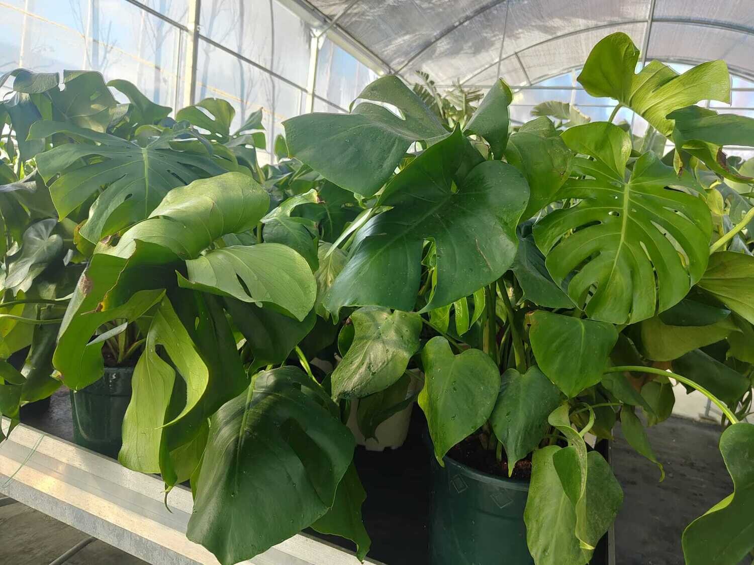 "AmaPlant Monstera deliciosa arbustiva" Costilla de Adan, una planta tropical realmente elegante 80 cm M25 (monstruosa) - Interior o exterior sin sol directo - ENVIO INCLUIDO