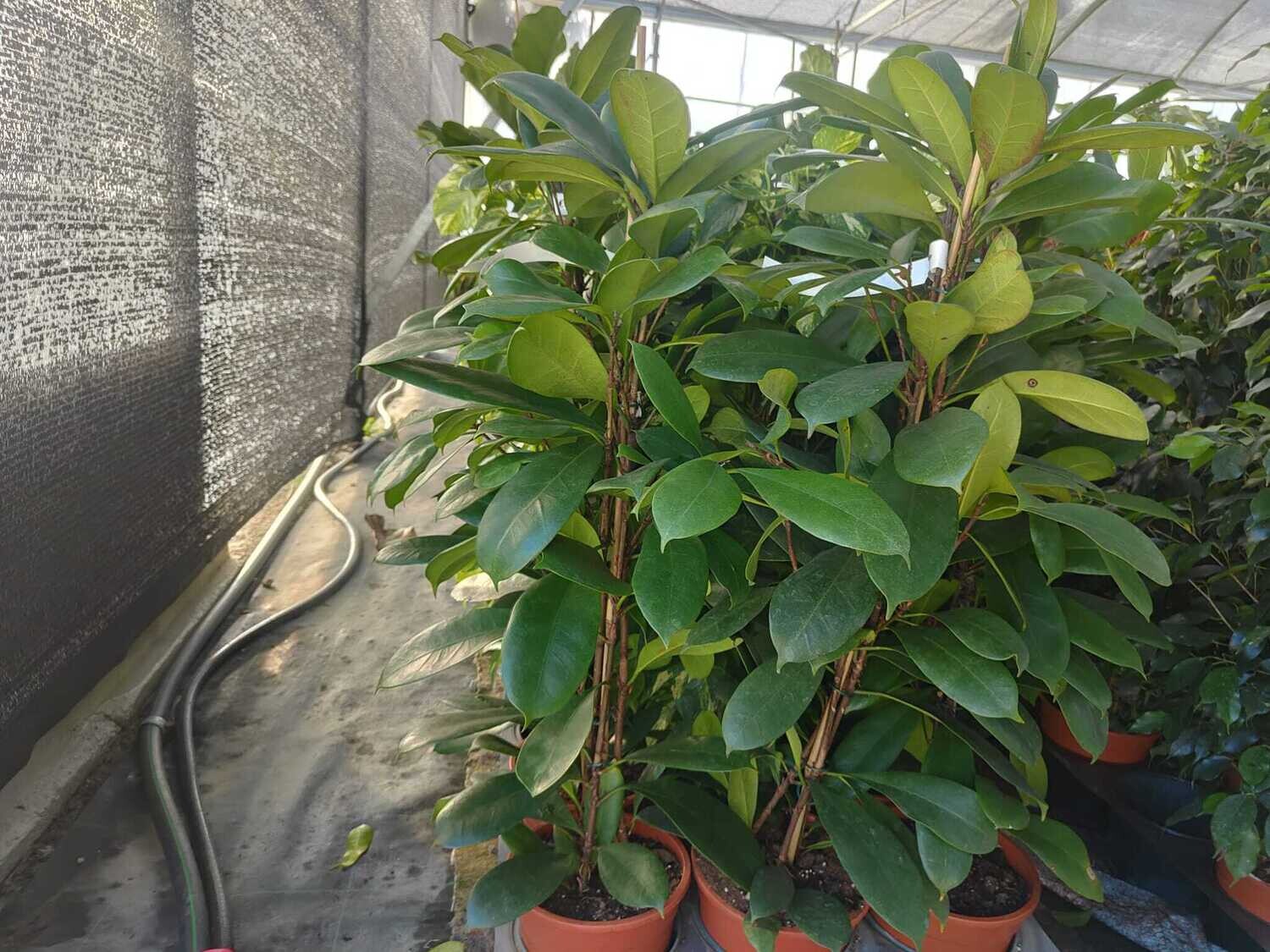 "AmaPlant Ficus Cyathistipula" Ficus Pyramid popular por su capacidad para limpiar el aire de toxinas 110 cm M21 - ENVIO INCLUIDO