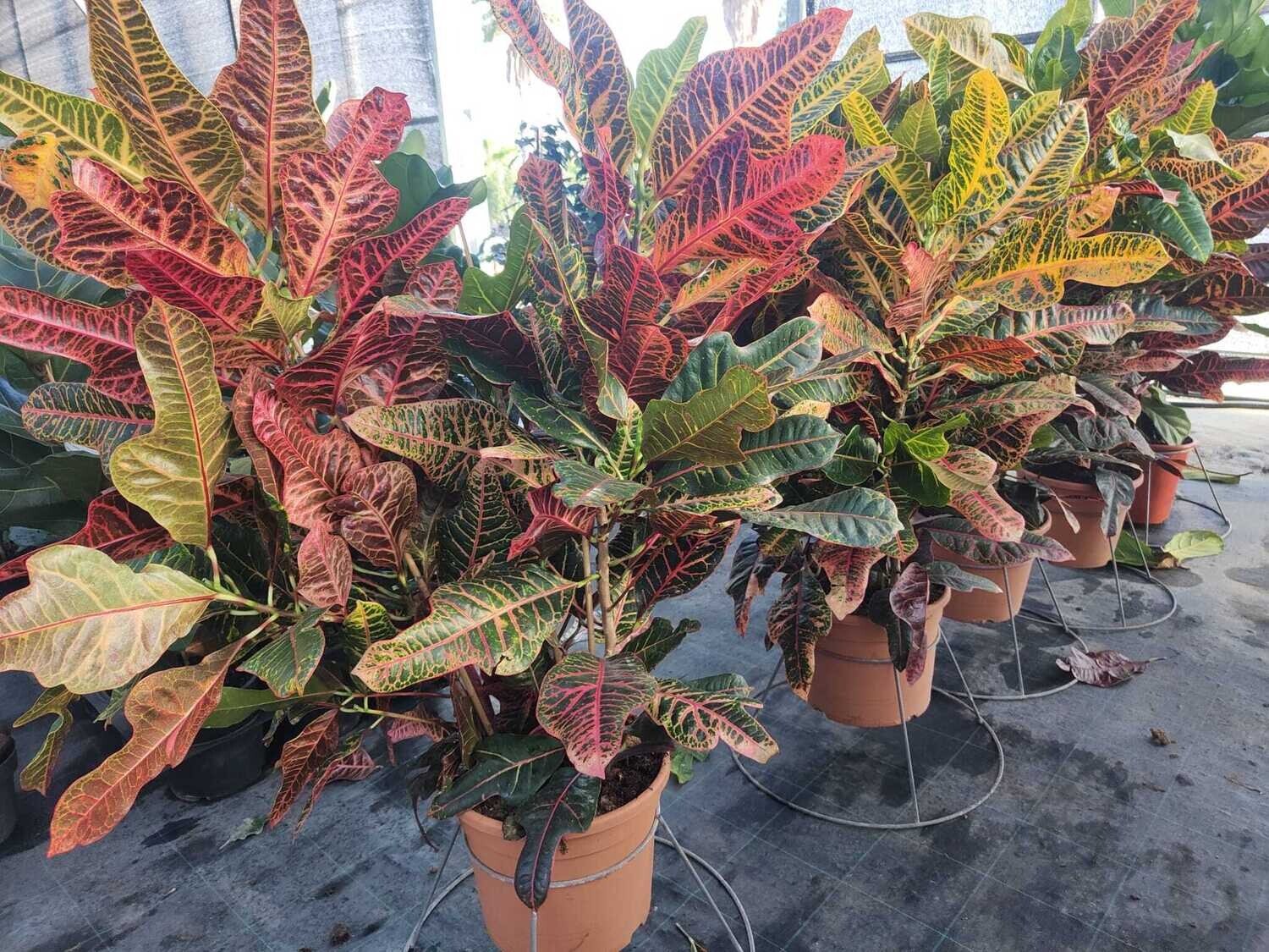 "AmaPlant Croton Excellent" planta llena de creatividad y felicidad originaria de Malasia, India y Polinesia 100-120 cm M30 - Interior con mucha luz - ENVIO INCLUIDO