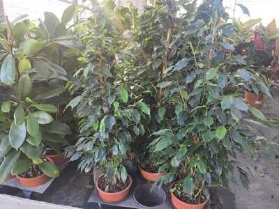 "AmaPlant Ficus Danielle" con hojas pequeñas de color verde intenso purificadora del aire y muy resistente 110-120 cm M20 (purificadora) - Interior o exterior con sombra - ENVIO INCLUIDO