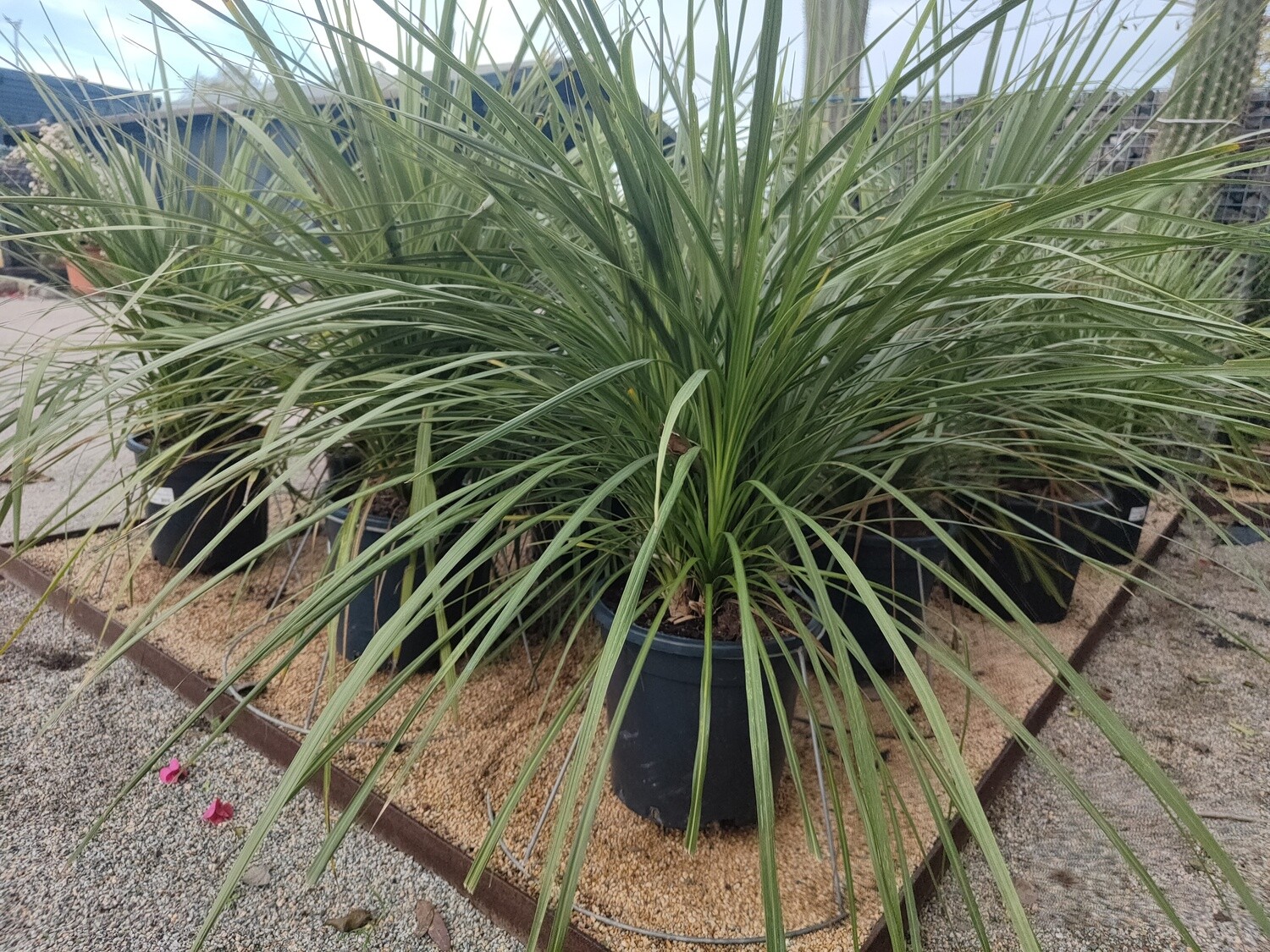 "AmaPlant Cordyline Australis Grup" pequeño arbolito con aspecto de palmera ideal para espacios verdes 90-100 cm M40 25 L (maori) - Interior o exterior a pleno sol o semisombra - ENVIO INCLUIDO