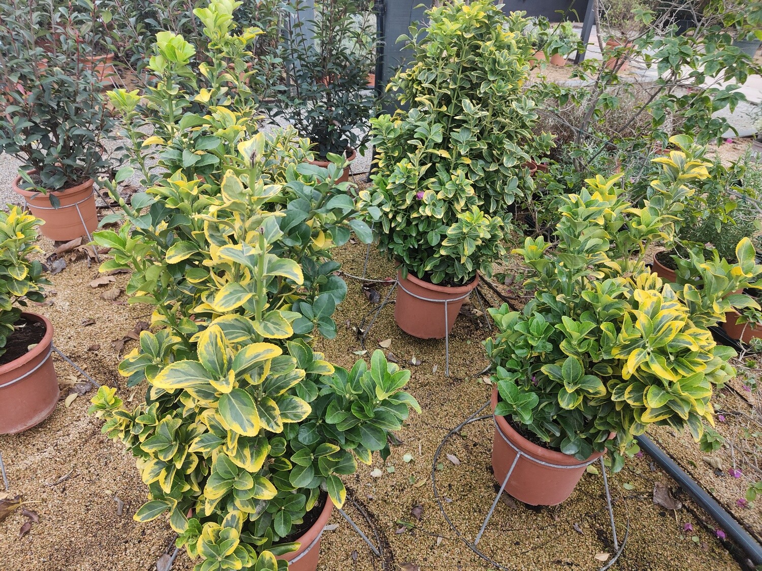 "Amaplant Evonimo" arbusto con hojas suaves ovaladas y detalles en color amarillo, resistente y de pocos cuidados 90-100 cm 10 L (frondoso) - Exterior a pleno sol o media sombra - ENVIO INCLUIDO