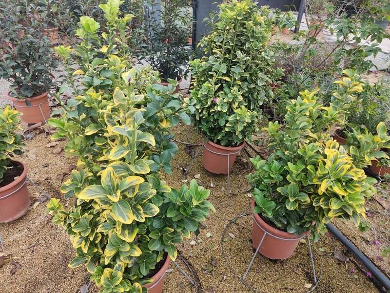 "Amaplant Evonimo" arbusto de hoja perenne con hojas suaves de forma ovalada y detalles en color amarillo 90-100 cm 10 L (ideal para setos) - Exterior a pleno sol o media sombra - ENVIO INCLUIDO