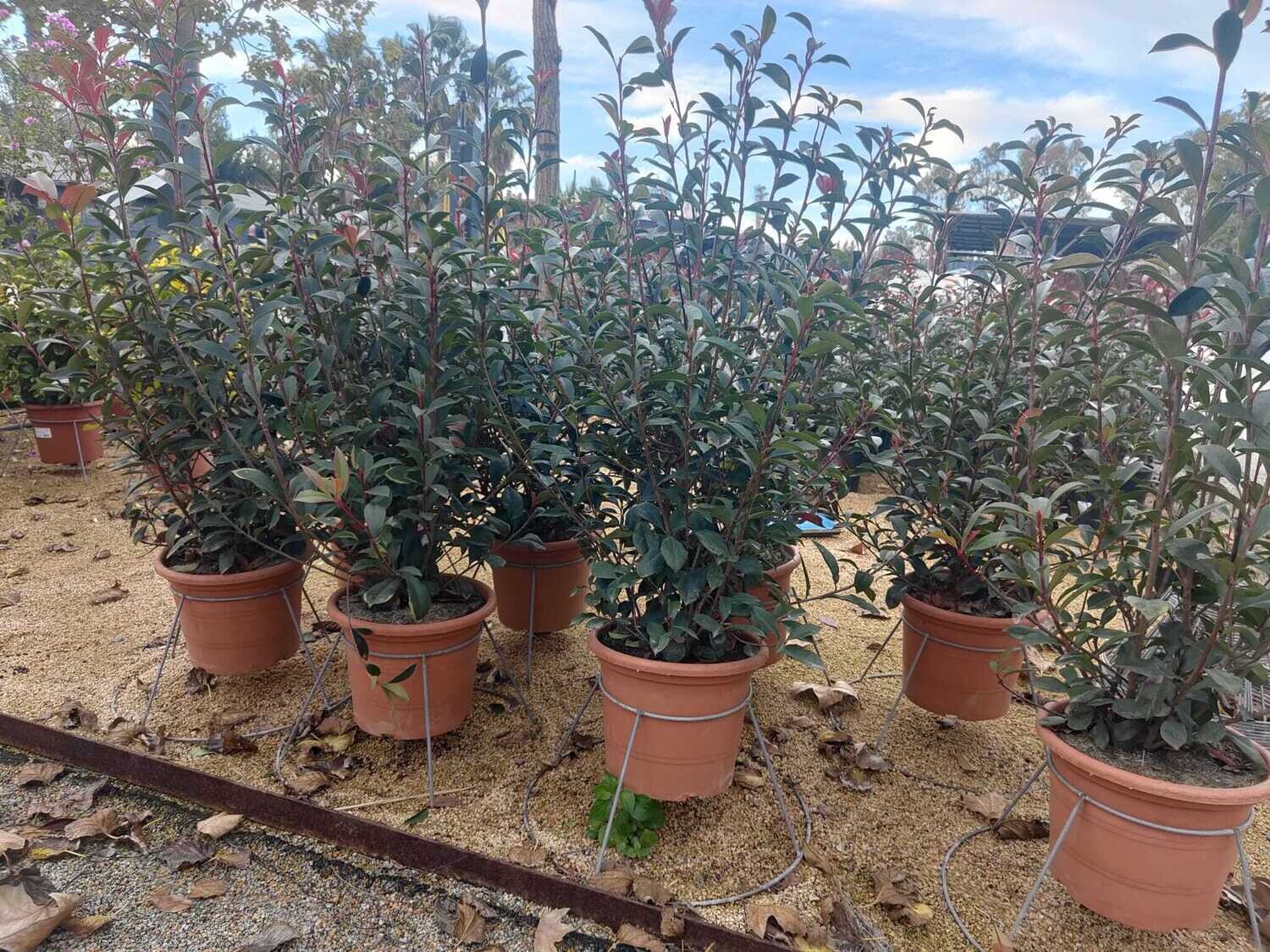 "AmaPlant Fotinia" de los pocos arbustos rojos en primavera, violaceos en verano y verdes en invierno 100-120 cm 10 L (brillante) - Exterior sol o semisombra - ENVIO INCLUIDO
