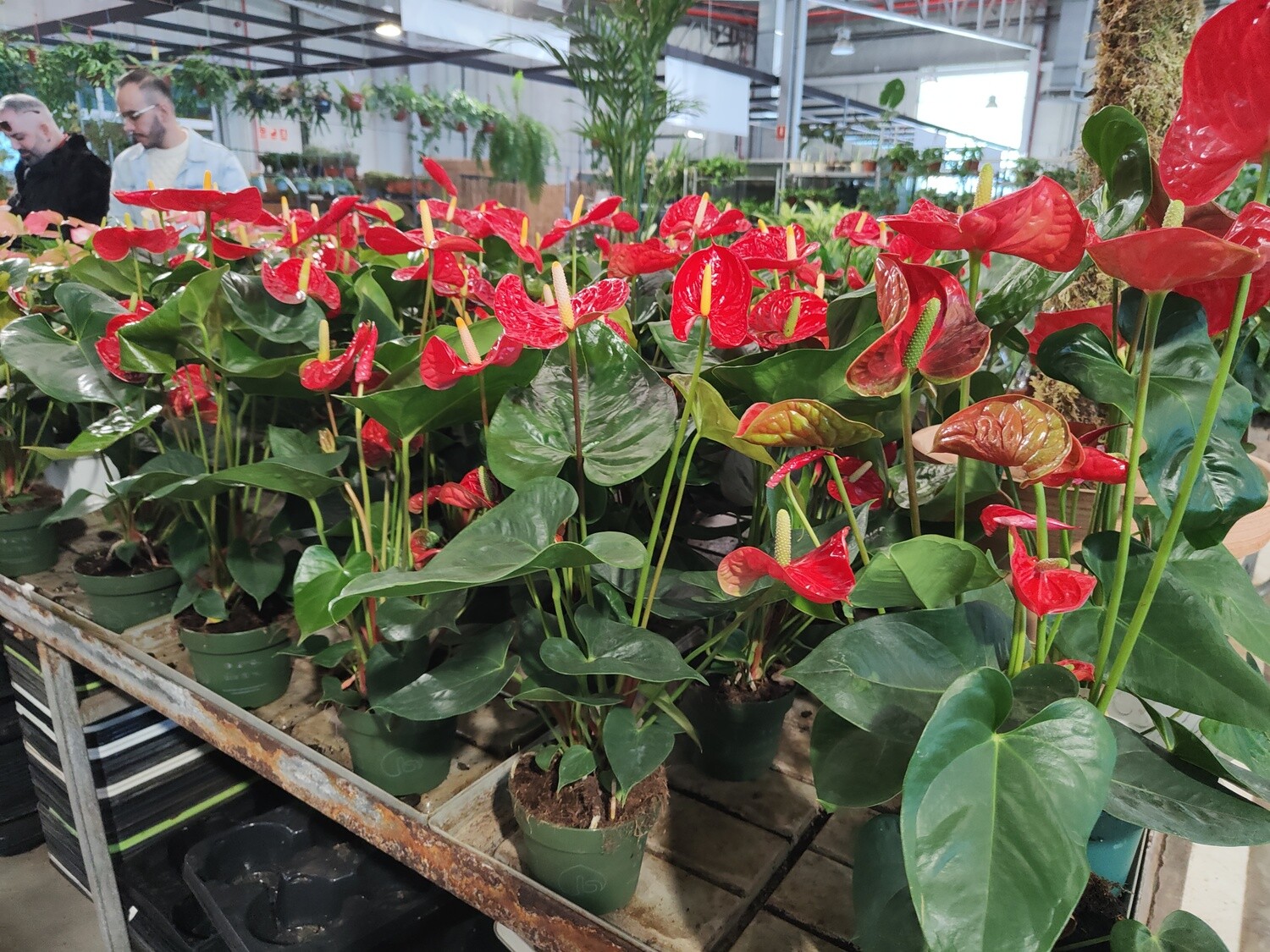 "AmaPlant Anturio rojo" frondoso y repleto de corazones, la flor del amor de pequeños corazones 50 cm M14 (floreciente) - Interior con luz natural sin sol directo - ENVIO INCLUIDO