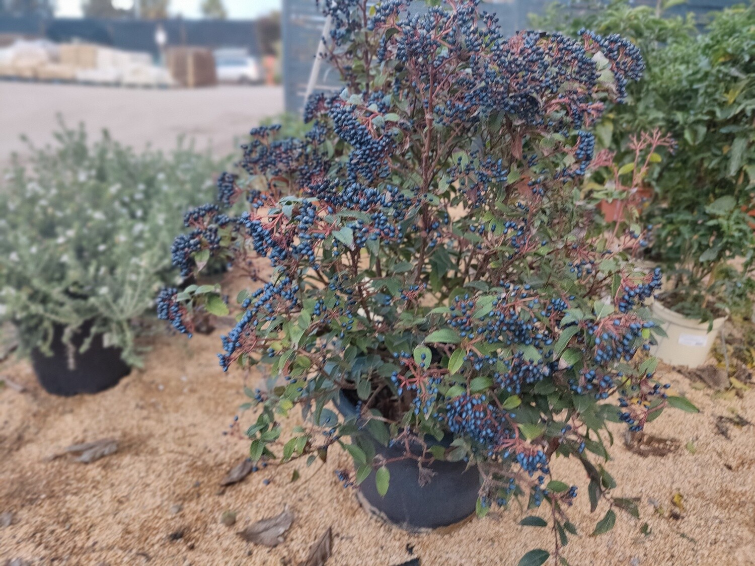 "AmaPlant Viburnum Tinus" un arbusto que puede crecer como un pequeño arbol 100 cm 15L M32- Exterior - ENVIO INCLUIDO