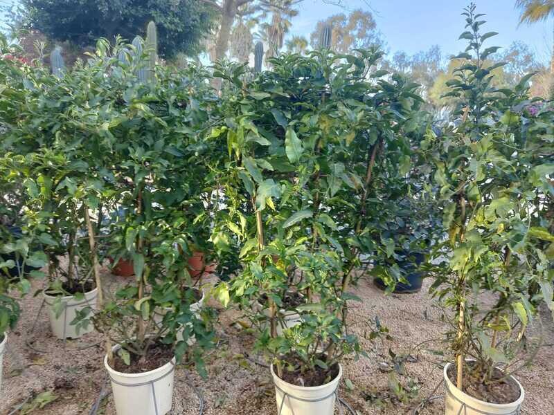"AmaPlant Solanum Jasminoides" ideal para dar color a cualquier lugar 100 cm 5 L  M20 - Exterior - ENVIO INCLUIDO