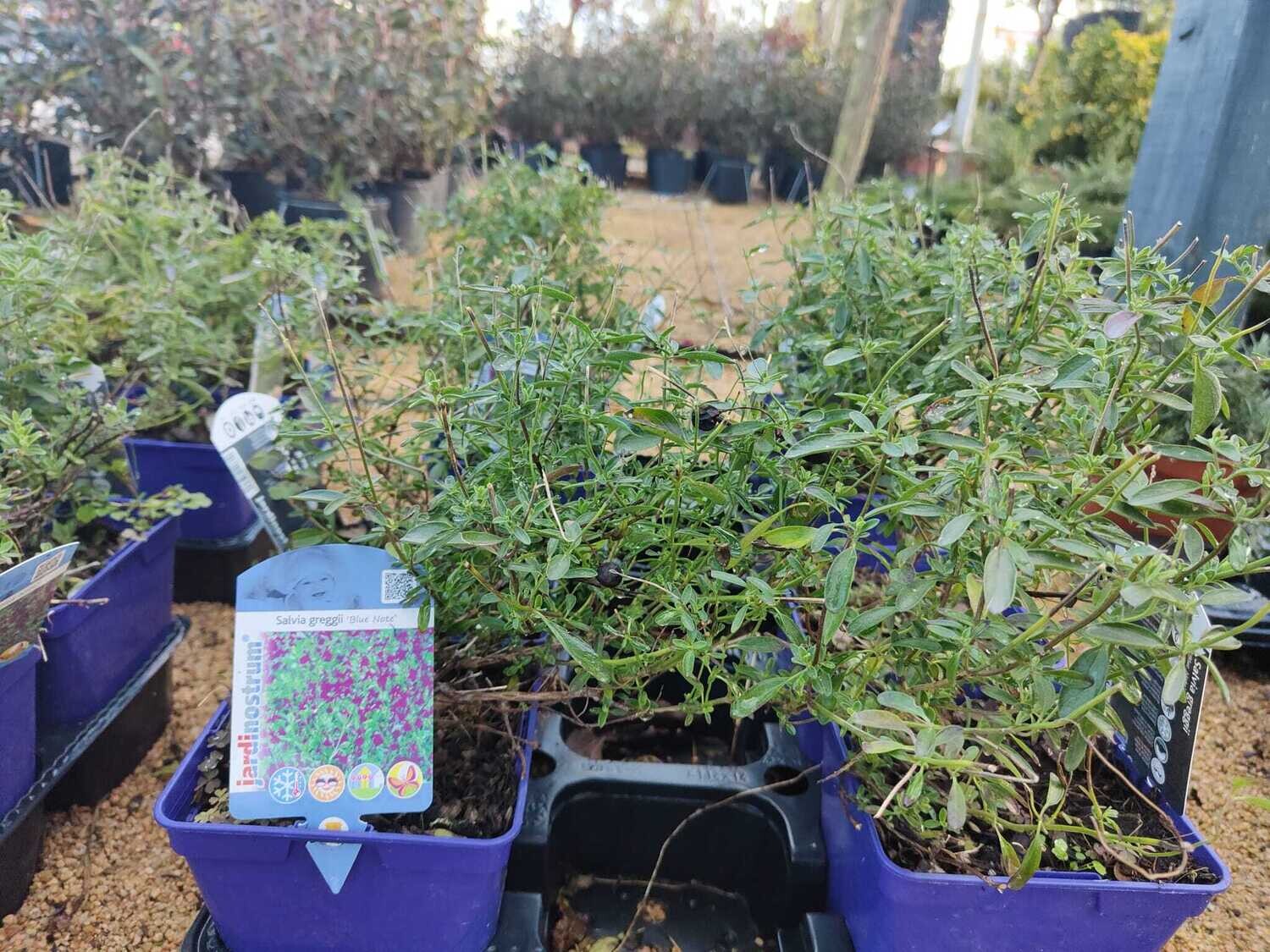 "AmaPlant Salvia Greggii azul" Salvia otoñal conocida como Labios Calientes, bella y facil para su cultivo 30-40 cm 2 L (calida) - Exterior a pleno sol o ligeramente sombreado - ENVIO INCLUIDO