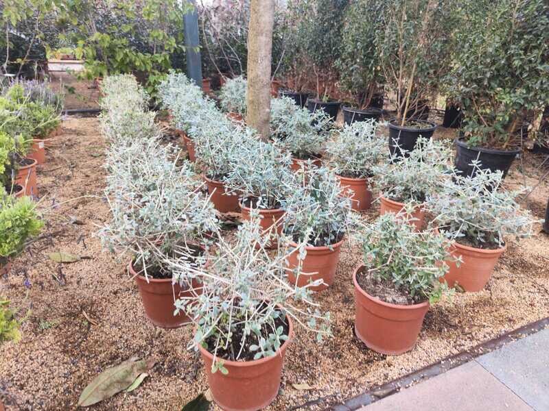 "AmaPlant Teucrium" la olivilla de porte esferico de gran rusticidad, tolerancia a la sequía y resistencia a las brisas salinas del mar 40 cm M23 (plateada) - Exterior a pleno sol - ENVIO INCLUIDO