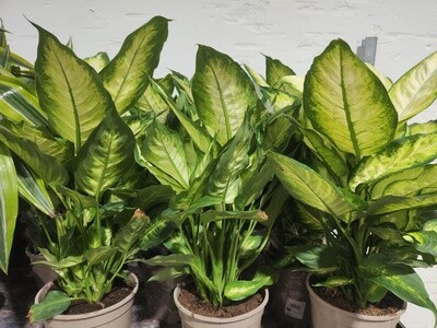 "AmaPlant Dieffenbachia Camilla" de desarrollo bastante rapido con hojas blanquecinas ribeteadas en color verde ideal para espacios con poca luz 30-40 cm M17 (aliada) - Interior - ENVIO INCLUIDO