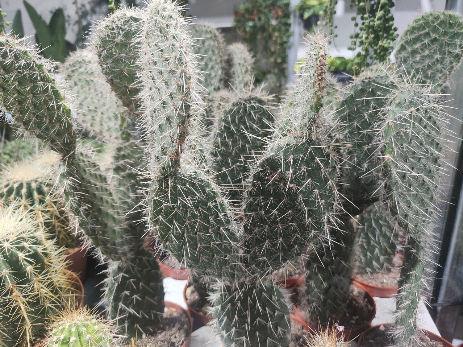 "AmaPlant Cactus Oreja de Conejo" el cactus Opuntia Pylana audaz y hermoso con grandes picos alrededor 20-30 cm (excepcional) - Exterior - ENVIO INCLUIDO
