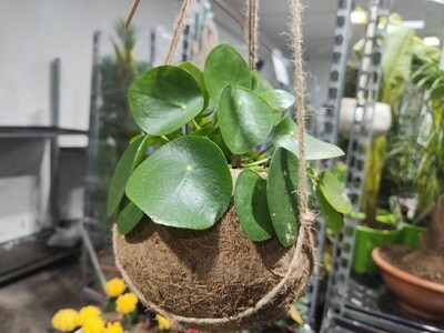 "AmaPlant Kokodama Pilea" delicadeza y frescura, la planta del dinero se caracteriza por tener hojas de forma redondeada y color verde vibrante M17 (deseada) - Interior con mucha luz - ENVIO INCLUIDO