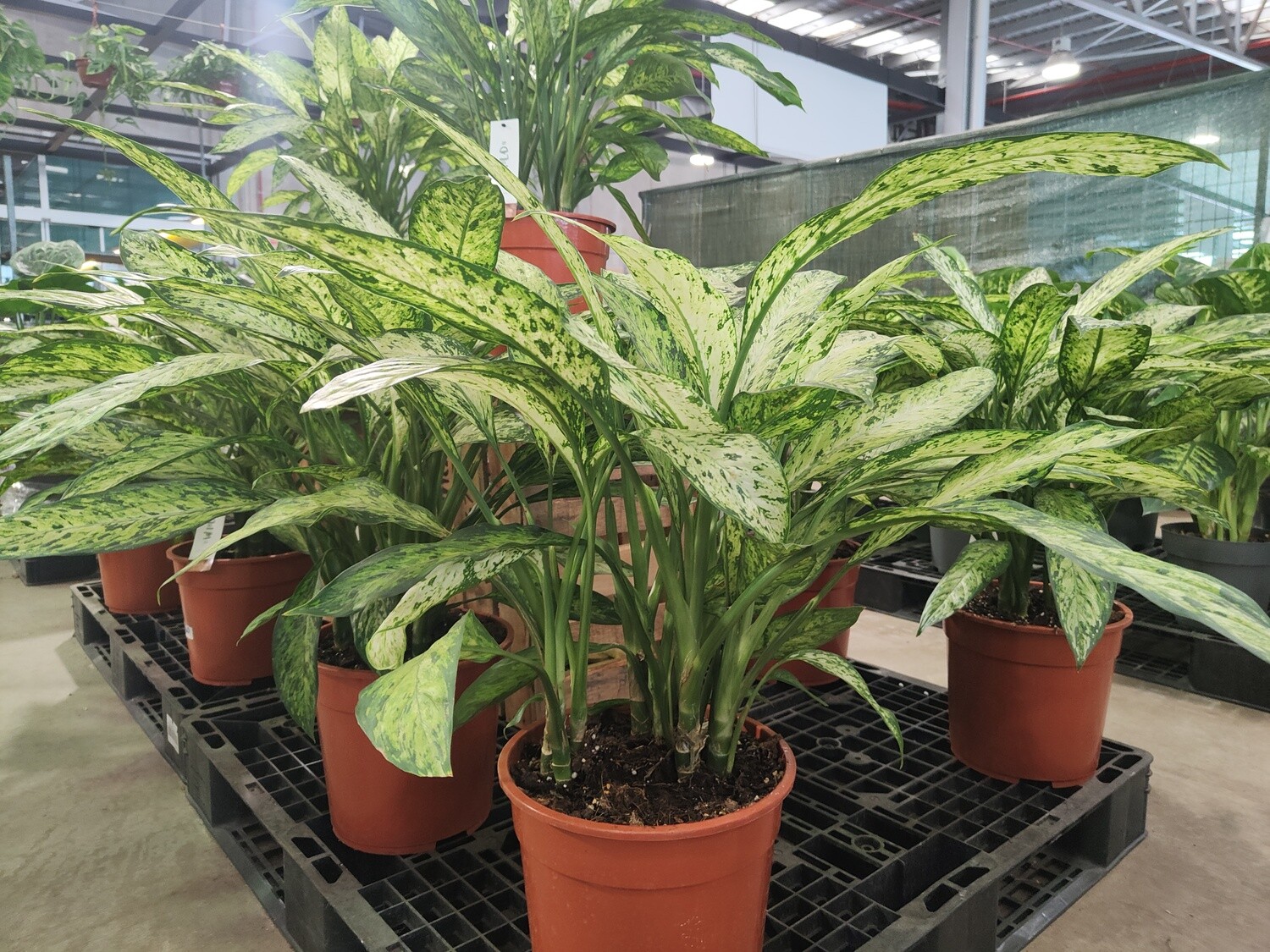 "AmaPlant Dieffenbachia Camilla" de desarrollo bastante rapido con hojas blanquecinas ribeteadas en color verde ideal para espacios con poca luz 70-80 cm M20 (aliada) - Interior - ENVIO INCLUIDO