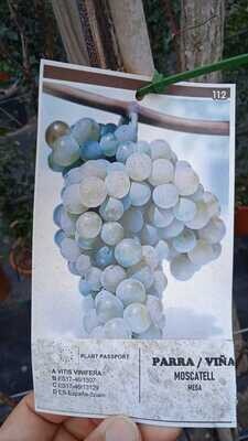 "AmaPlant Parra Moscatell" Vitis Vinifera que da por fruto la uva 200 cm 3 L (apreciada) - Exterior - ENVIO INCLUIDO BARCELONA CIUDAD