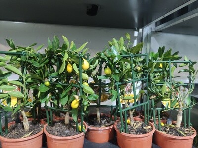 "AmaPlant Arbolito Limequat" un cruce de Kumquat y Lima, muy frondoso y gran productor de frutos 20 cm (citrico) - Exterior pleno sol o interior con mucha luz cerca de una ventana - ENVIO INCLUIDO