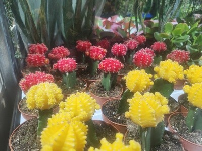 "AmaPlant Pack 2 Gymnocalycium" el cactus chin enano es un cactus muy colorido 15 cm M8,5 (contraste) - Exterior - ENVIO INCLUIDO