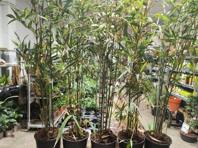 "AmaPlant Bambu" una planta muy versatil para dar un ambiente exotico 140-150 cm 5 L (oriental) - Exterior sol o semisombra e interior con mucha luz​ - ENVIO INCLUIDO
