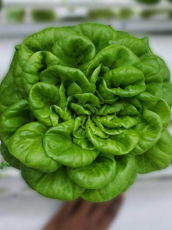 Buttercrunch Lettuce Container