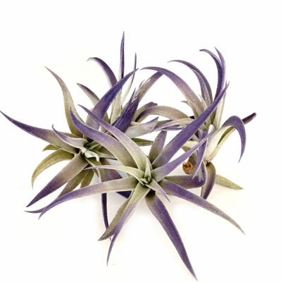 Russell's plagiotropica