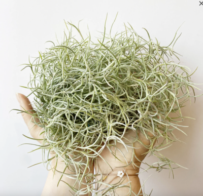 Russell's usenoides 