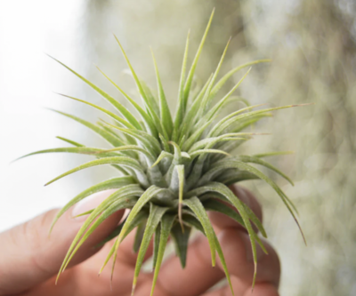 Russell's ionantha guatamalen 