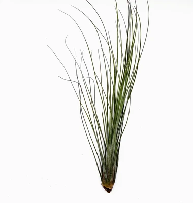 Russell's Juncea large