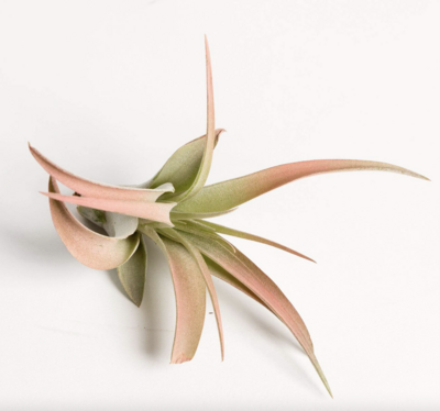 Russell's peach capitata med
