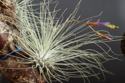 Russell's thin leaf argentea 