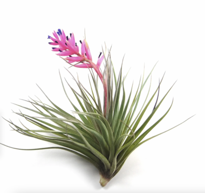 Russell&#39;s stricta soft leaf