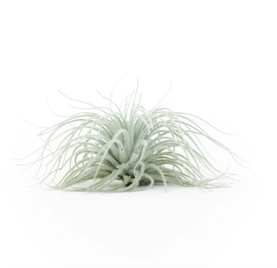 Russell's tectorum