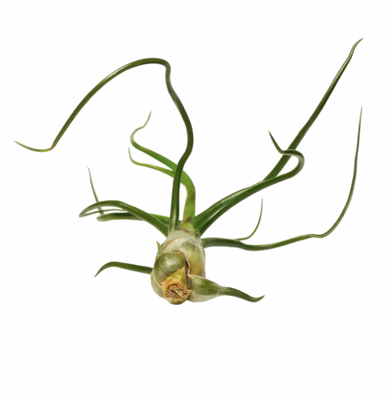 Russell's bulbosa belize med