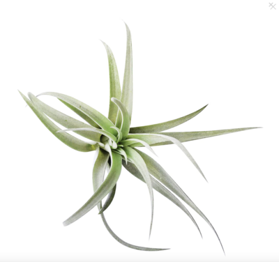 Russell's Harrisii medium
