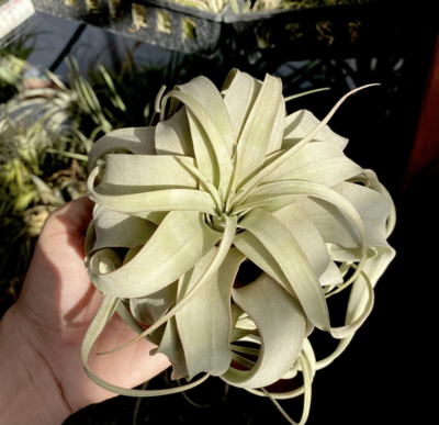 Russell's xerographica med