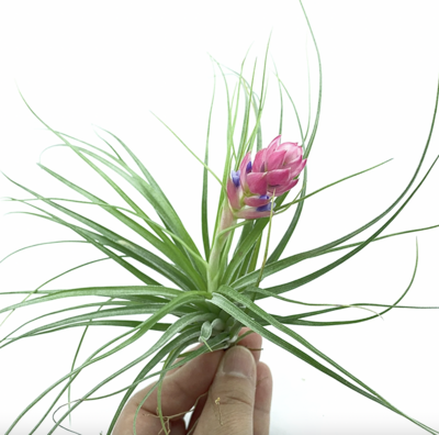 Russell's stricta soft leaf