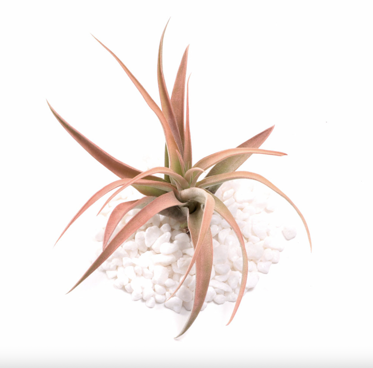 Russell&#39;s peach capitata med