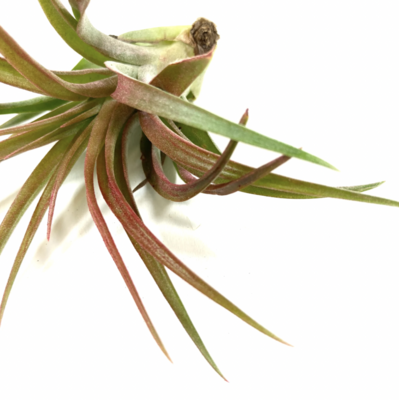 Russell's capitata select med