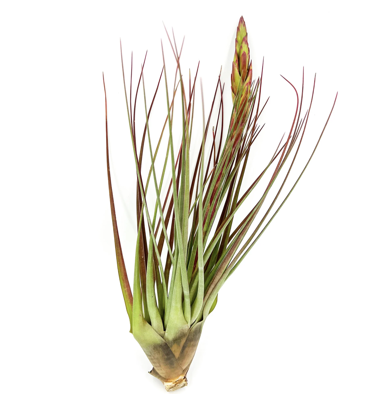 Russell&#39;s Med Tricolor 