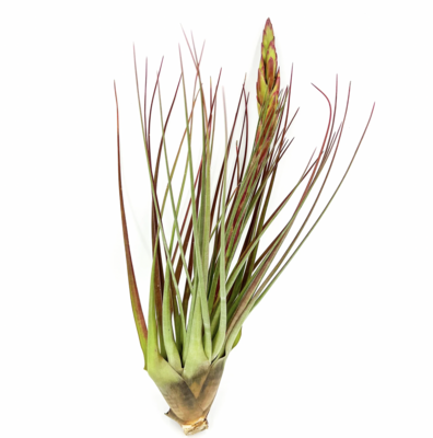 Russell&#39;s Med Tricolor 