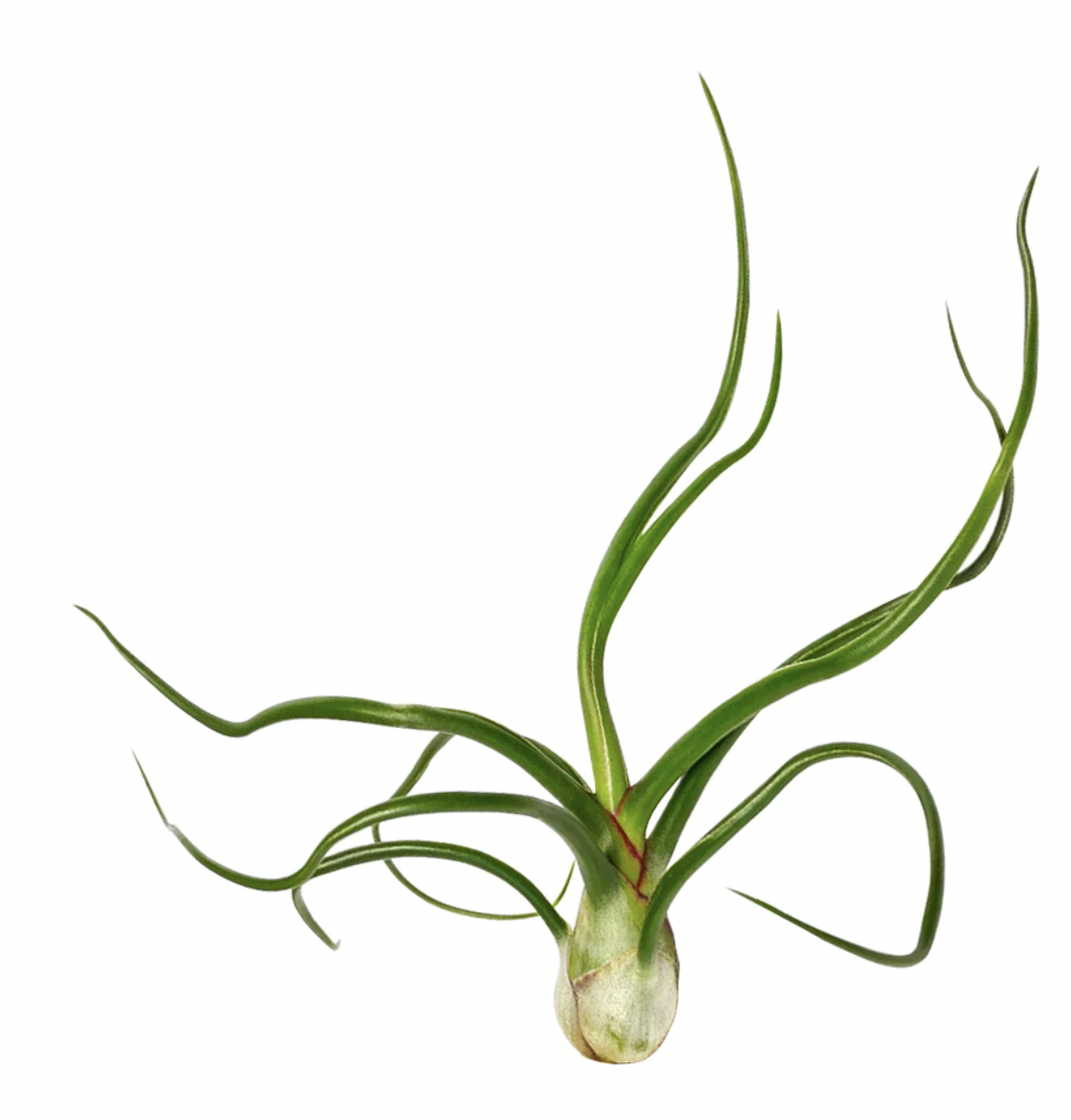 Russell&#39;s bulbosa belize med