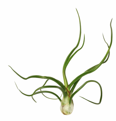 Russell&#39;s bulbosa belize med
