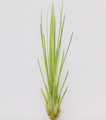 Russell's Juncifolia 4-6"